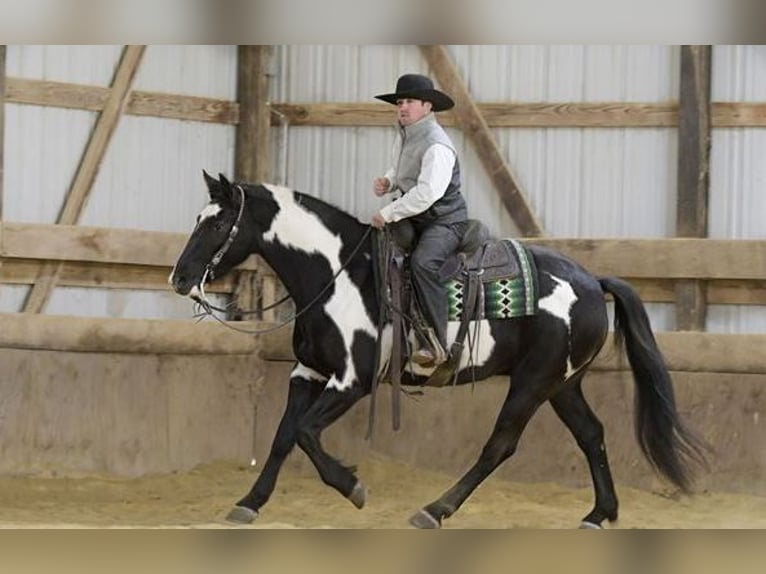 Friesen Mix Wallach 5 Jahre 152 cm Rappe in Temecula