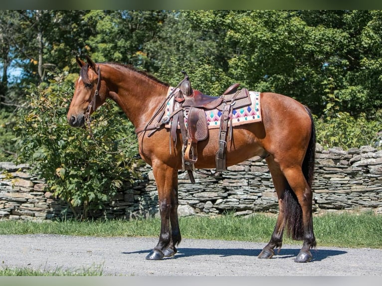 Friesen Wallach 5 Jahre 152 cm Rotbrauner in Everett PA