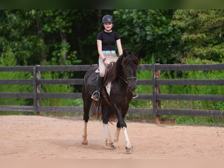 Friesen Mix Wallach 5 Jahre 155 cm in Clover