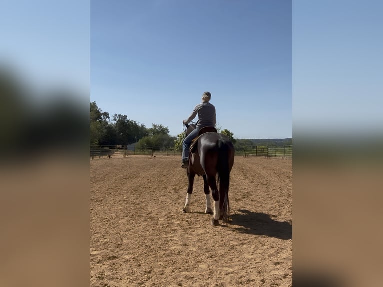 Friesen Wallach 5 Jahre 155 cm Rappe in Albion