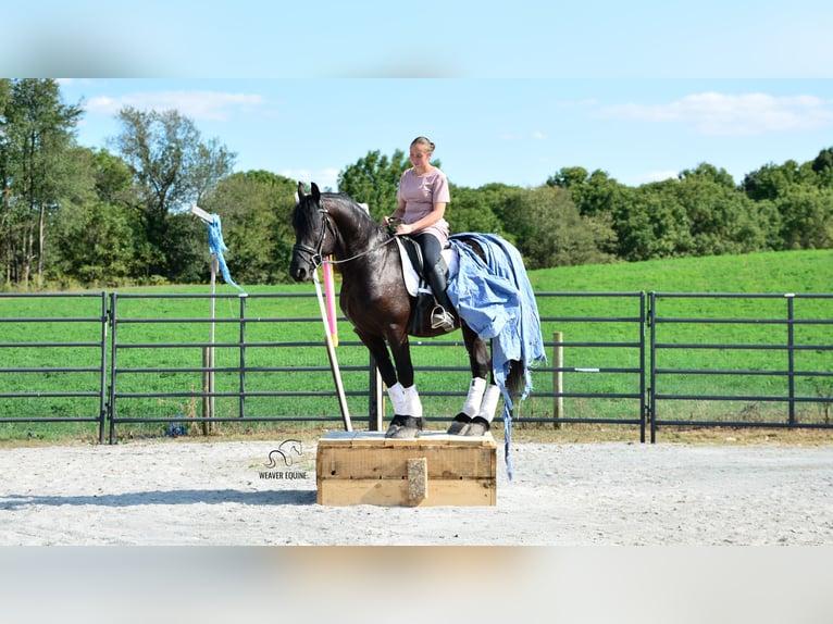 Friesen Mix Wallach 5 Jahre 155 cm Rappe in Fredericksburg