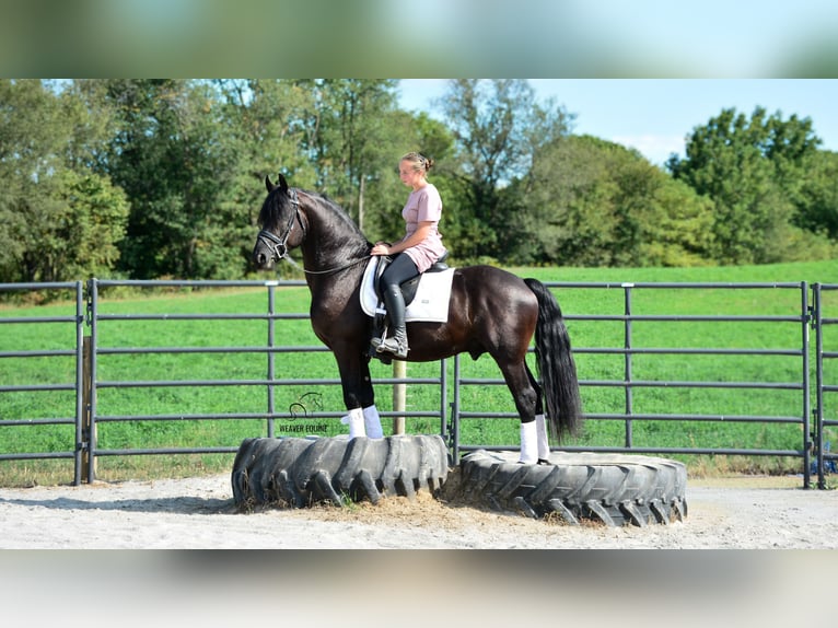 Friesen Mix Wallach 5 Jahre 155 cm Rappe in Fredericksburg