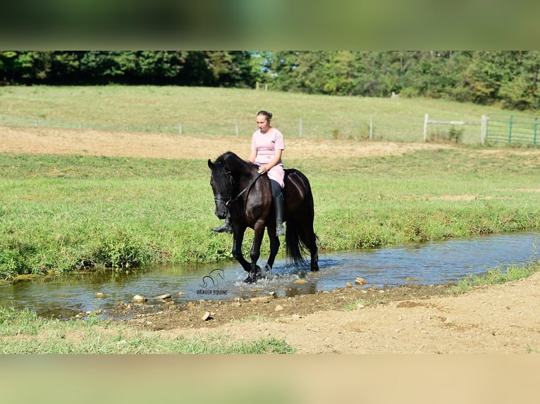 Friesen Mix Wallach 5 Jahre 155 cm Rappe in Fredericksburg