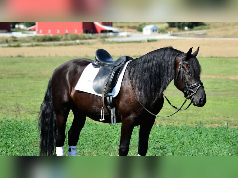 Friesen Mix Wallach 5 Jahre 155 cm Rappe in Fredericksburg