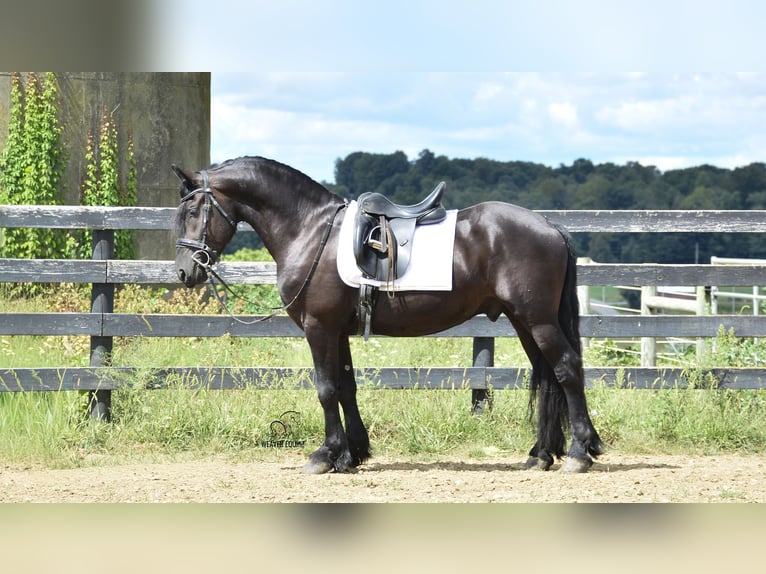 Friesen Mix Wallach 5 Jahre 155 cm Rappe in Fredericksburg