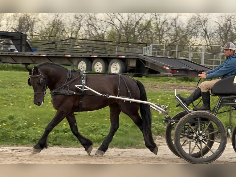 Friesen Mix Wallach 5 Jahre 155 cm Rappe in Cambridge, IA