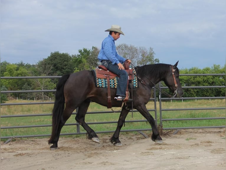 Friesen Mix Wallach 5 Jahre 155 cm Rappe in Cambridge, IA