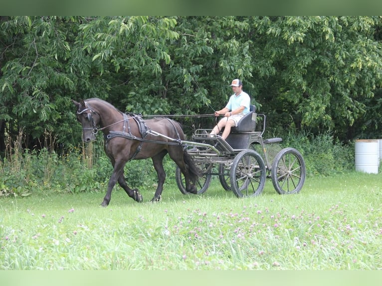 Friesen Mix Wallach 5 Jahre 155 cm Rappe in Cambridge, IA