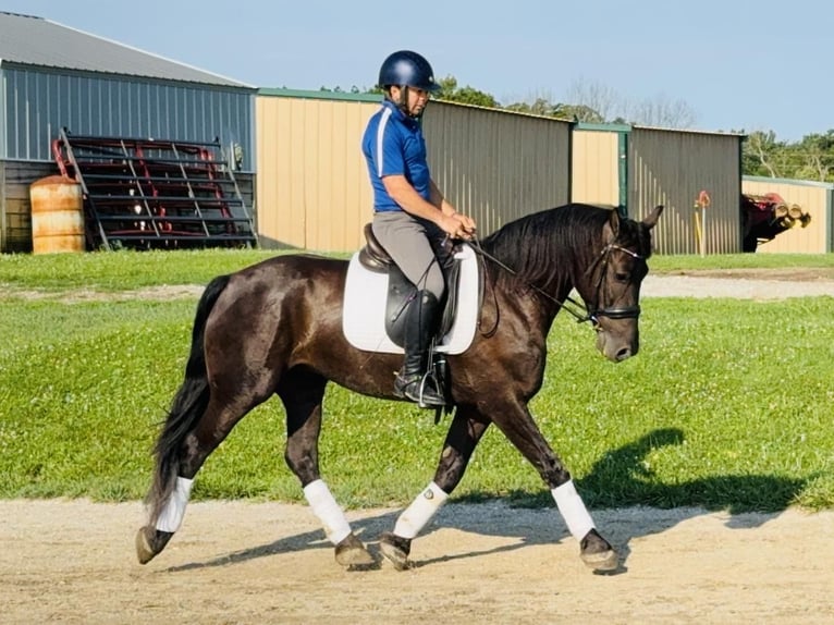 Friesen Mix Wallach 5 Jahre 155 cm Rappe in Cambridge, IA