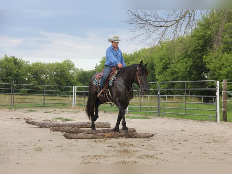 Friesen Mix Wallach 5 Jahre 155 cm Rappe in Cambridge, IA