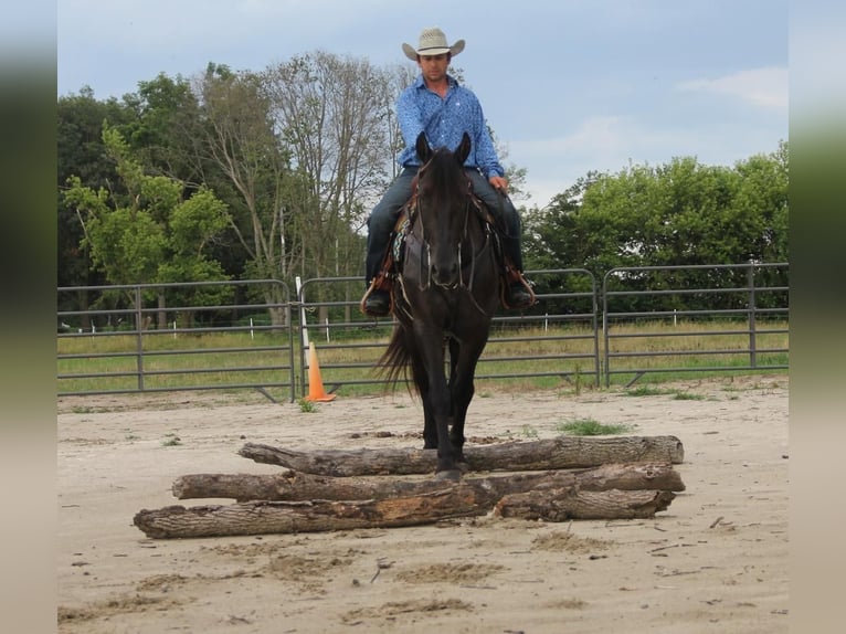 Friesen Mix Wallach 5 Jahre 155 cm Rappe in Cambridge, IA