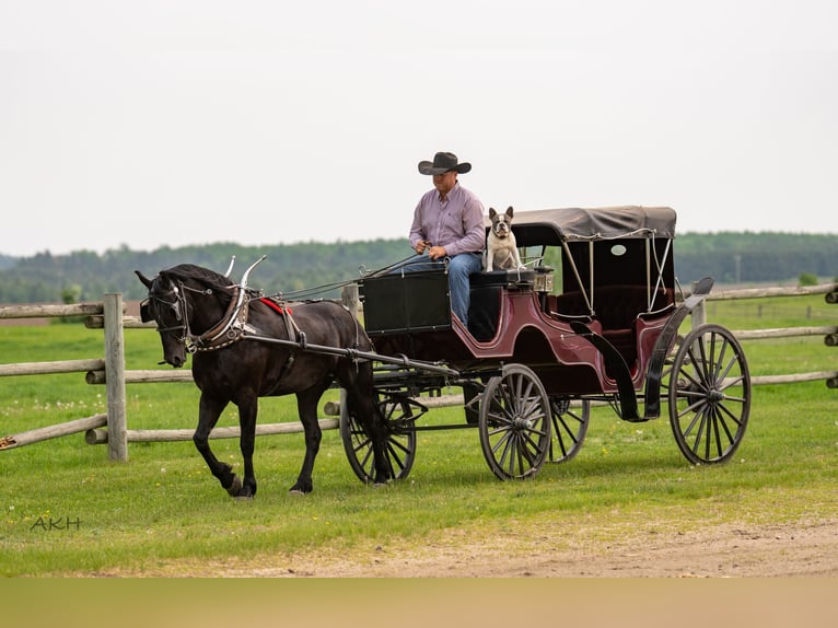 Friesen Mix Wallach 5 Jahre 155 cm Rappe in Nevis, MN