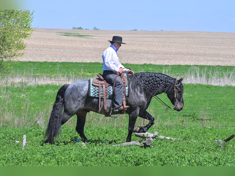 Friesen Mix Wallach 5 Jahre 155 cm Roan-Blue in Hazleton, IA