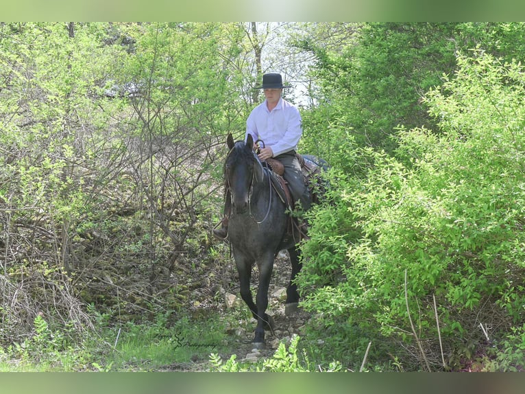 Friesen Mix Wallach 5 Jahre 155 cm Roan-Blue in Hazleton, IA