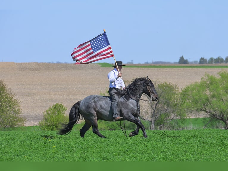 Friesen Mix Wallach 5 Jahre 155 cm Roan-Blue in Hazleton, IA