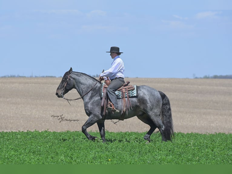 Friesen Mix Wallach 5 Jahre 155 cm Roan-Blue in Hazleton, IA