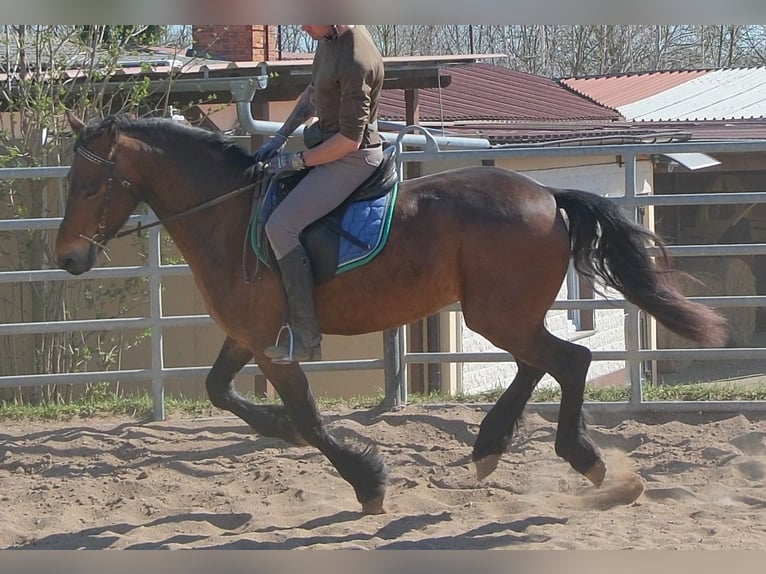 Friesen Mix Wallach 5 Jahre 157 cm Dunkelbrauner in Buttstädt