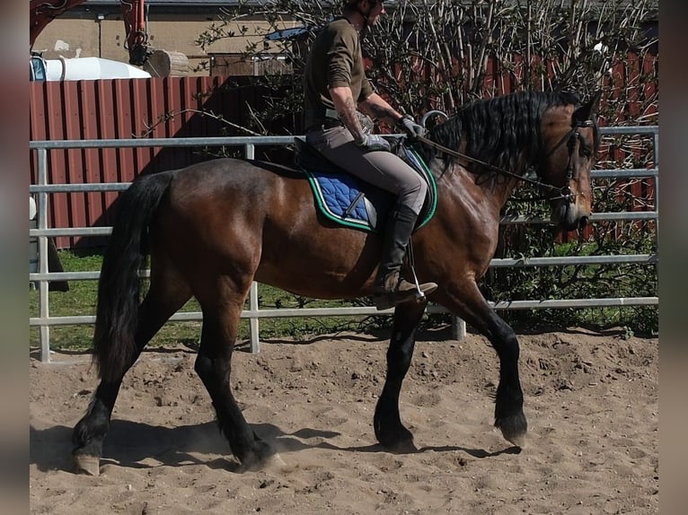 Friesen Mix Wallach 5 Jahre 157 cm Dunkelbrauner in Buttstädt