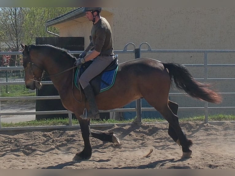 Friesen Mix Wallach 5 Jahre 157 cm Dunkelbrauner in Buttstädt