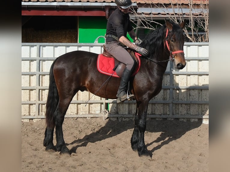 Friesen Mix Wallach 5 Jahre 157 cm Dunkelbrauner in Buttstädt
