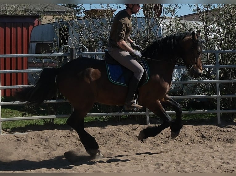 Friesen Mix Wallach 5 Jahre 157 cm Dunkelbrauner in Buttstädt