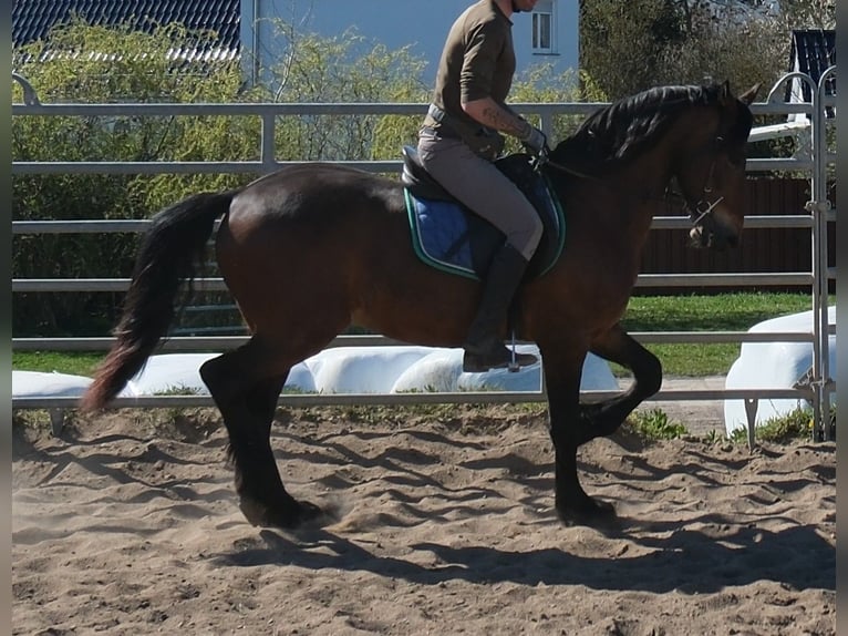 Friesen Mix Wallach 5 Jahre 157 cm Dunkelbrauner in Buttstädt