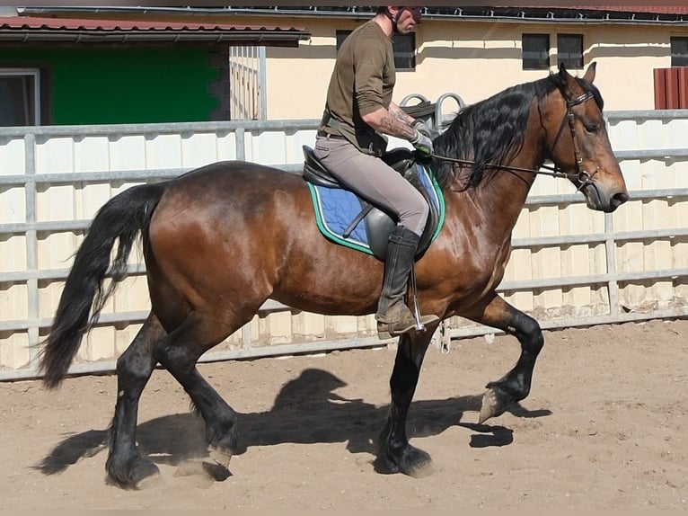 Friesen Mix Wallach 5 Jahre 157 cm Dunkelbrauner in Buttstädt