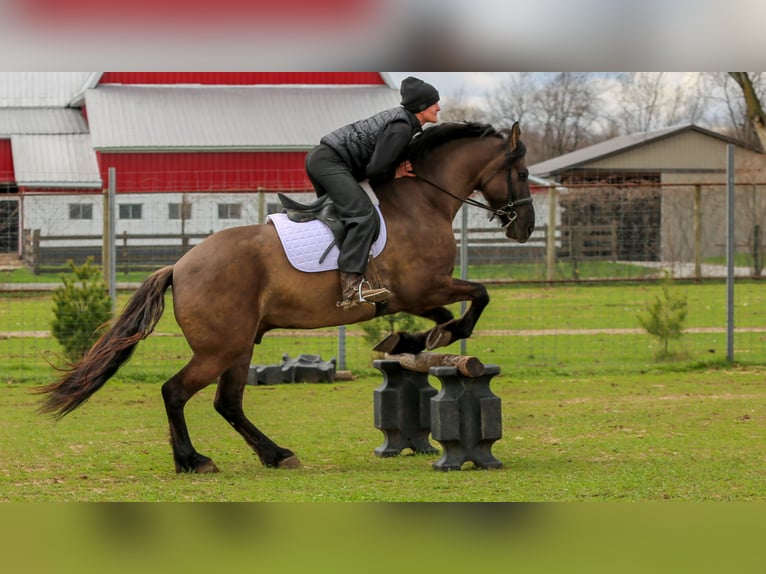 Friesen Mix Wallach 5 Jahre 157 cm Grullo in Shipshewana