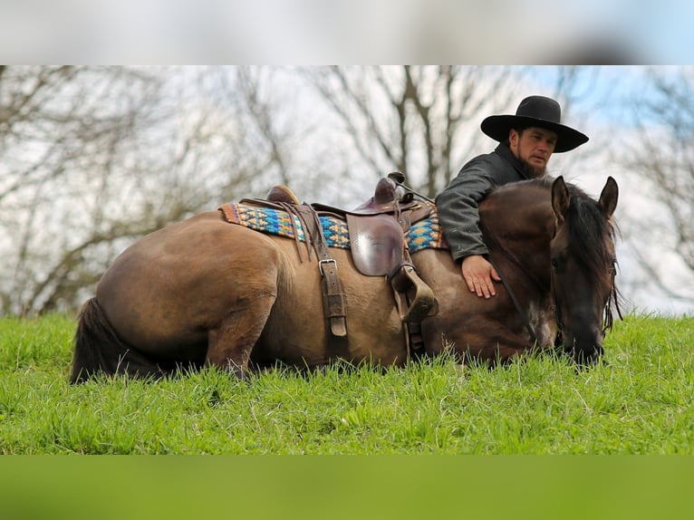 Friesen Mix Wallach 5 Jahre 157 cm Grullo in Shipshewana