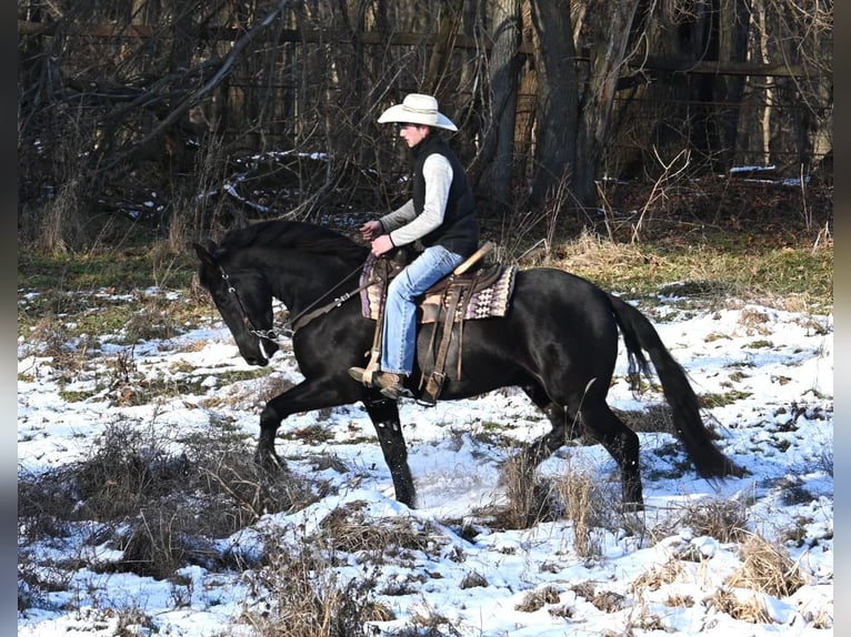 Friesen Mix Wallach 5 Jahre 157 cm Rappe in Sturgis, MI