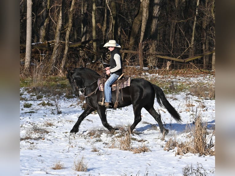 Friesen Mix Wallach 5 Jahre 157 cm Rappe in Sturgis, MI