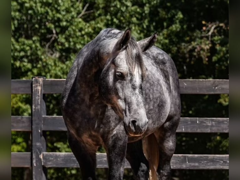 Friesen Mix Wallach 5 Jahre 157 cm Schimmel in Clover Friesen Mix Wallach 5 Jahre 157 cm Schimmel in Clover