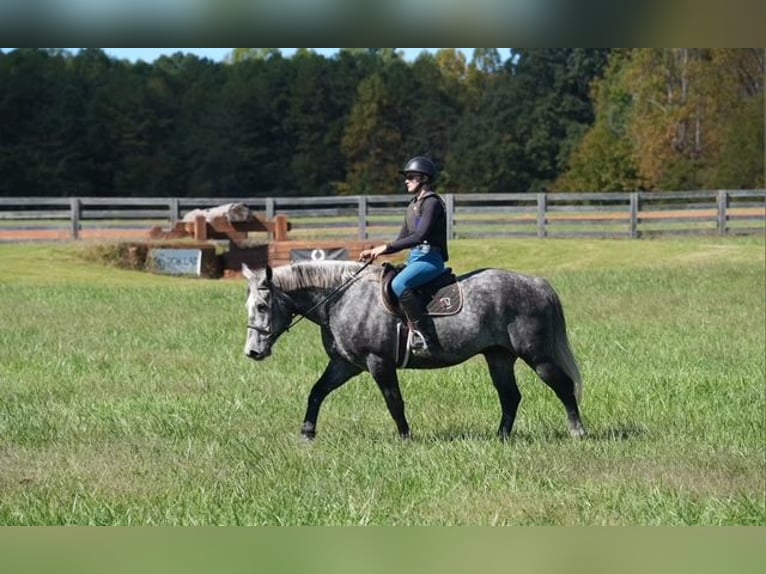 Friesen Mix Wallach 5 Jahre 157 cm Schimmel in Clover Friesen Mix Wallach 5 Jahre 157 cm Schimmel in Clover
