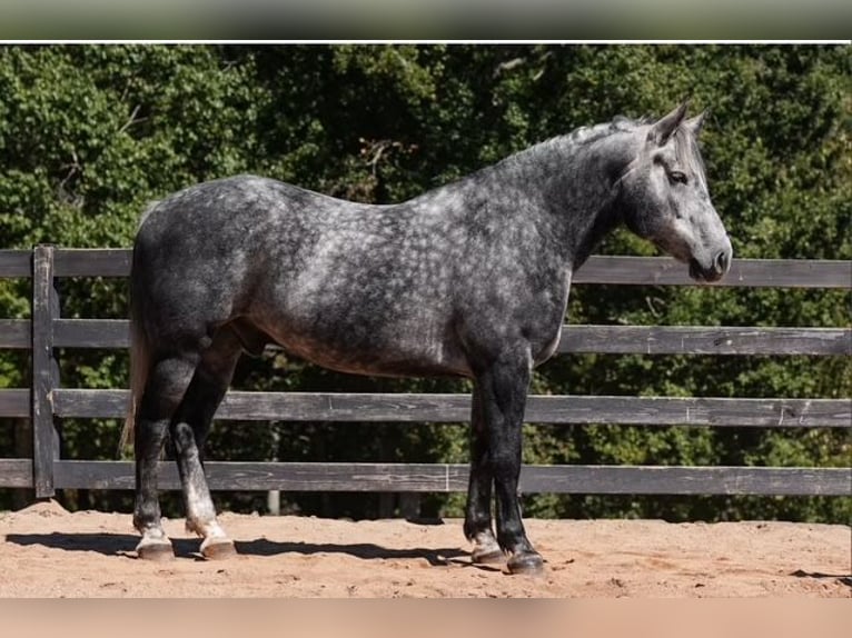 Friesen Mix Wallach 5 Jahre 157 cm Schimmel in Clover Friesen Mix Wallach 5 Jahre 157 cm Schimmel in Clover