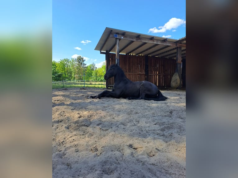 Friesen Wallach 5 Jahre 160 cm Rappe in Schönwalde