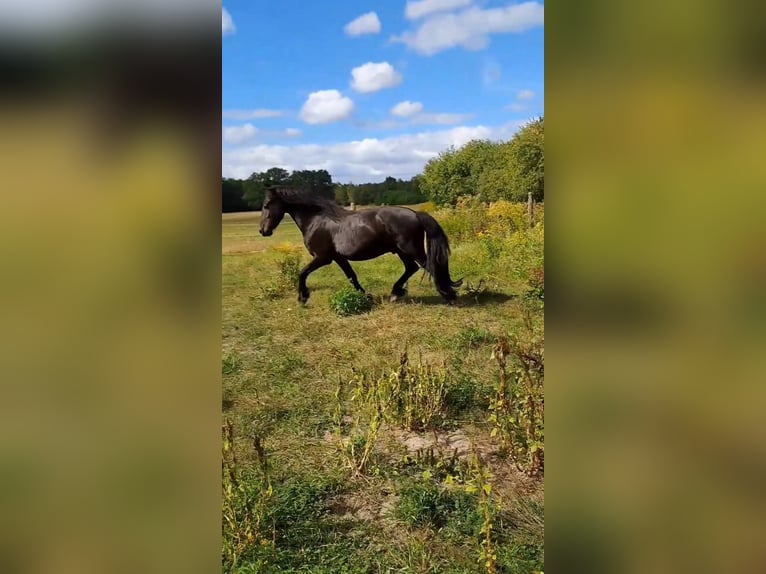 Friesen Wallach 5 Jahre 160 cm Rappe in Schönwalde