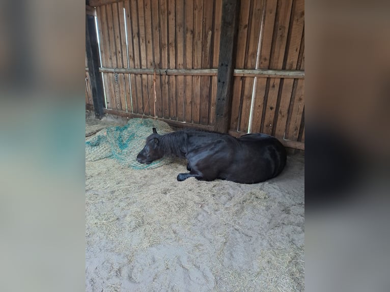 Friesen Wallach 5 Jahre 160 cm Rappe in Schönwalde