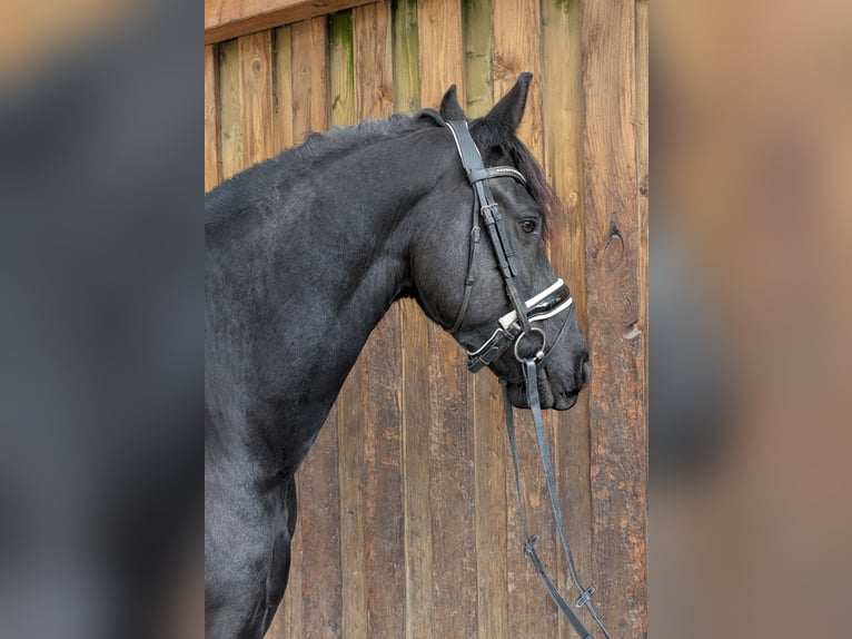 Friesen Wallach 5 Jahre 160 cm Rappe in Wienhausen