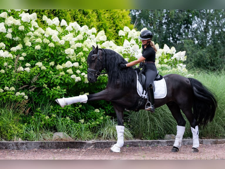 Friesen Wallach 5 Jahre 160 cm Rappe in Bytom