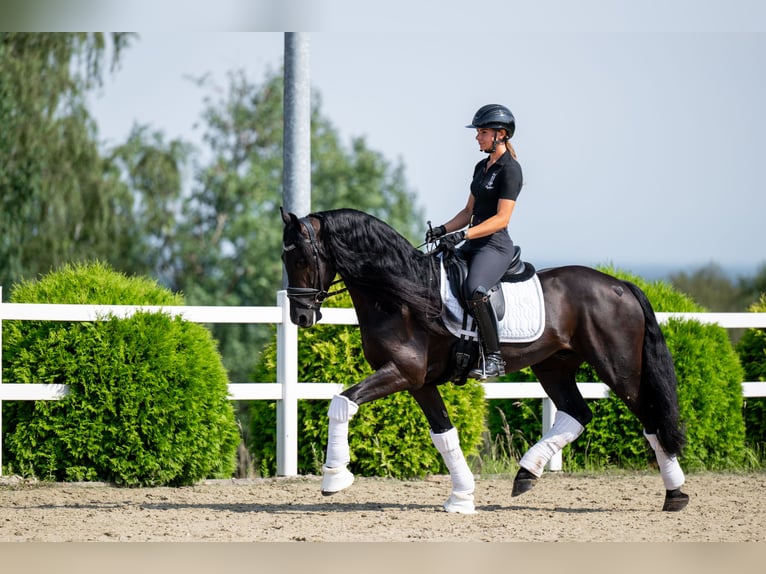 Friesen Wallach 5 Jahre 160 cm Rappe in Bytom