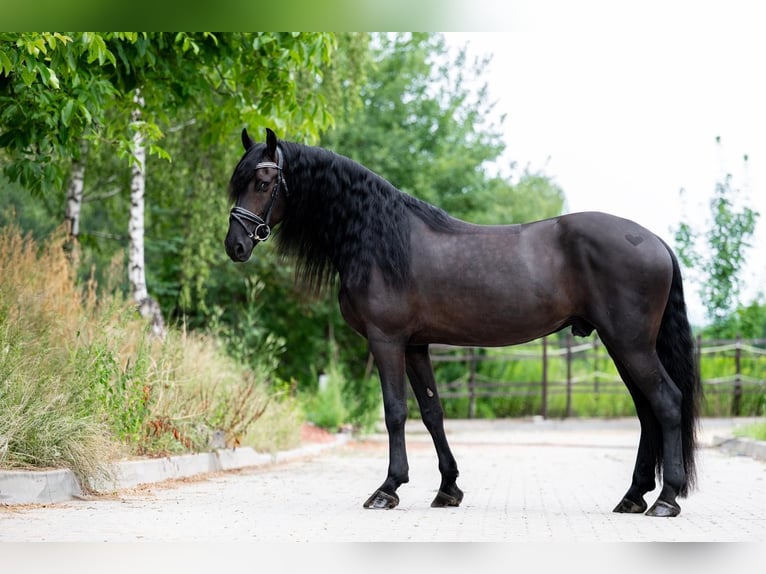 Friesen Wallach 5 Jahre 160 cm Rappe in Bytom