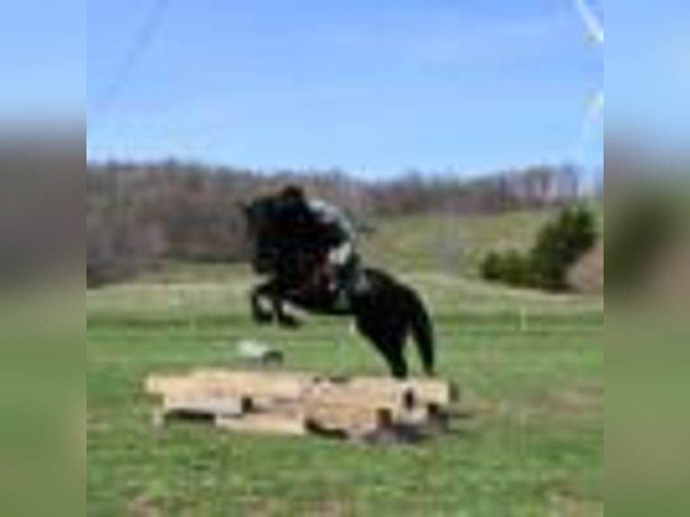 Friesen Wallach 5 Jahre 160 cm Rappe in Warsaw NY