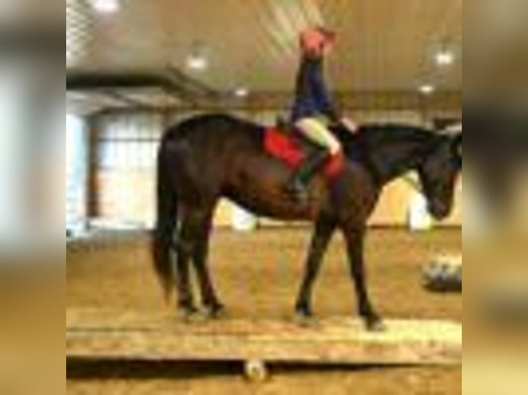 Friesen Wallach 5 Jahre 160 cm Rappe in Warsaw NY