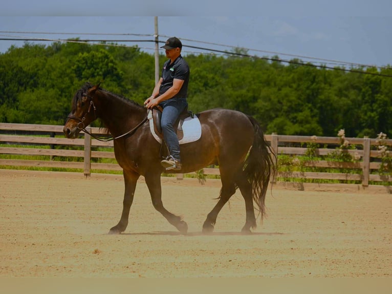 Friesen Wallach 5 Jahre 160 cm Rotbrauner in Wooster Oh