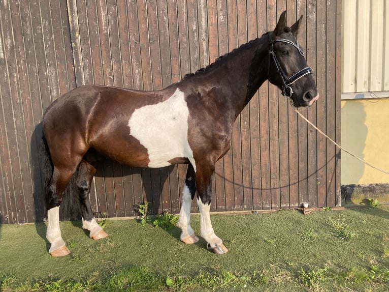 Friesen Mix Wallach 5 Jahre 160 cm Schecke in Bentwisch