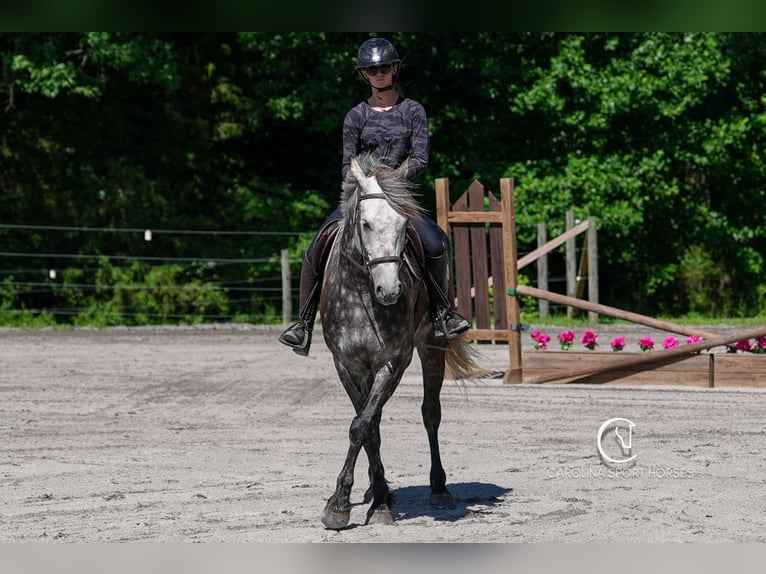 Friesen Mix Wallach 5 Jahre 160 cm Schimmel in Clover, SC