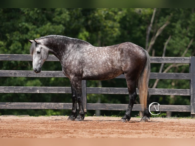 Friesen Mix Wallach 5 Jahre 160 cm Schimmel in Clover, SC