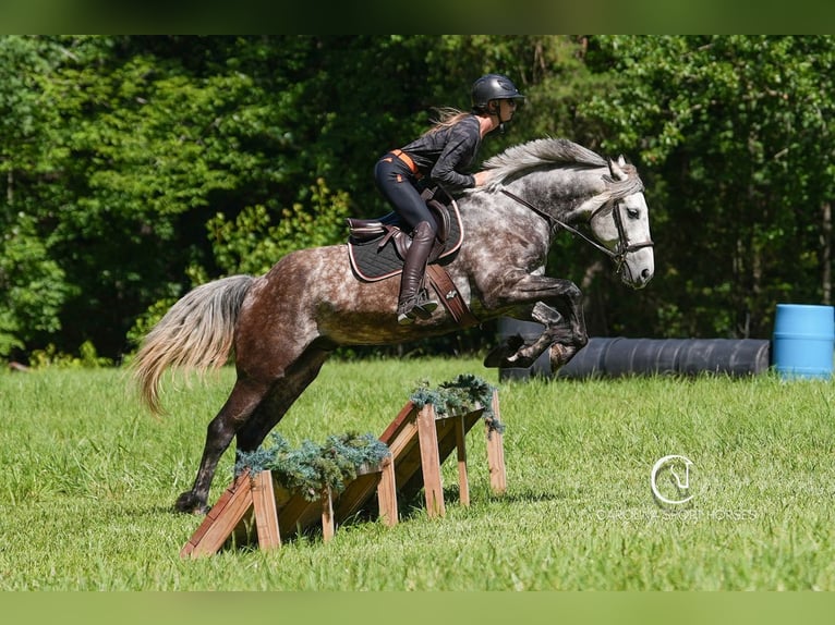 Friesen Mix Wallach 5 Jahre 160 cm Schimmel in Clover, SC