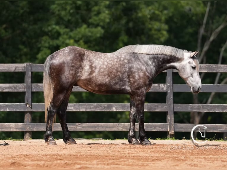 Friesen Mix Wallach 5 Jahre 160 cm Schimmel in Clover, SC