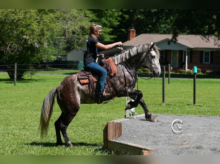 Friesen Mix Wallach 5 Jahre 160 cm Schimmel in Clover, SC